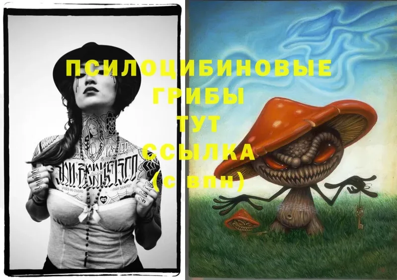 Галлюциногенные грибы Cubensis  Нестеров 